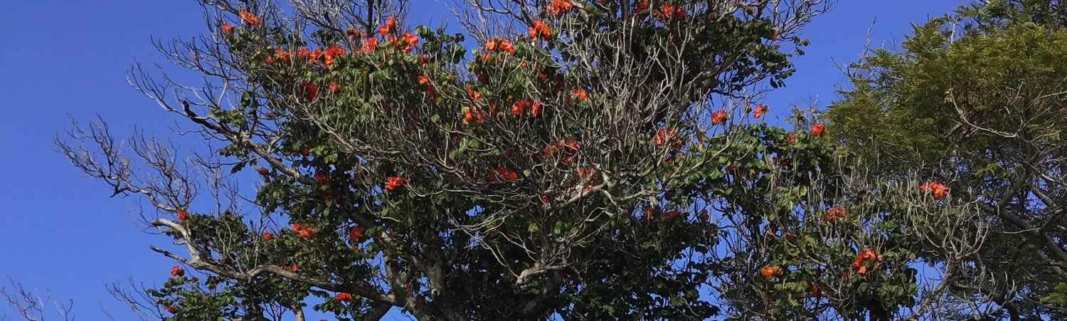 African tulip tree - carousel