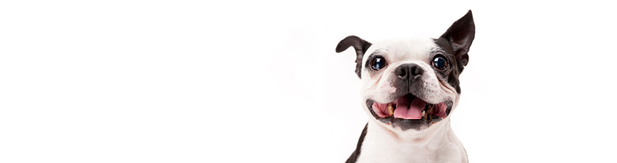 2019 Animal Inspection Program Advert