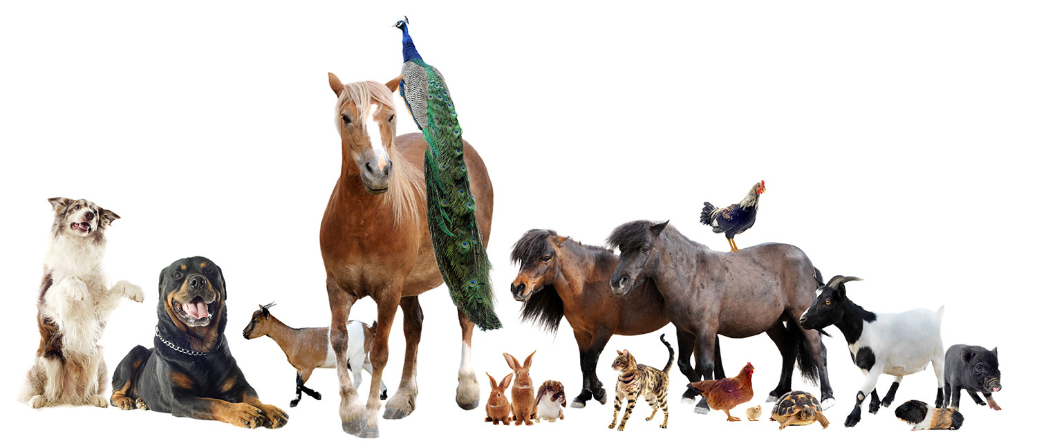 Animal managment local law