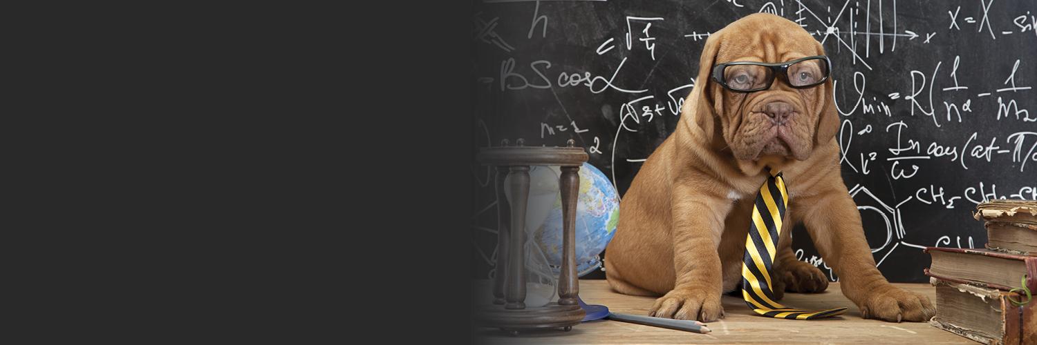 Dog with glasses banner