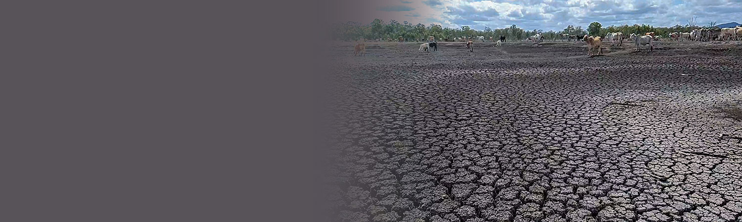 Drought relief appeal web banner