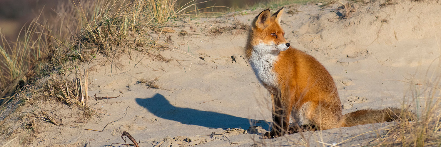 Fox control web carousel