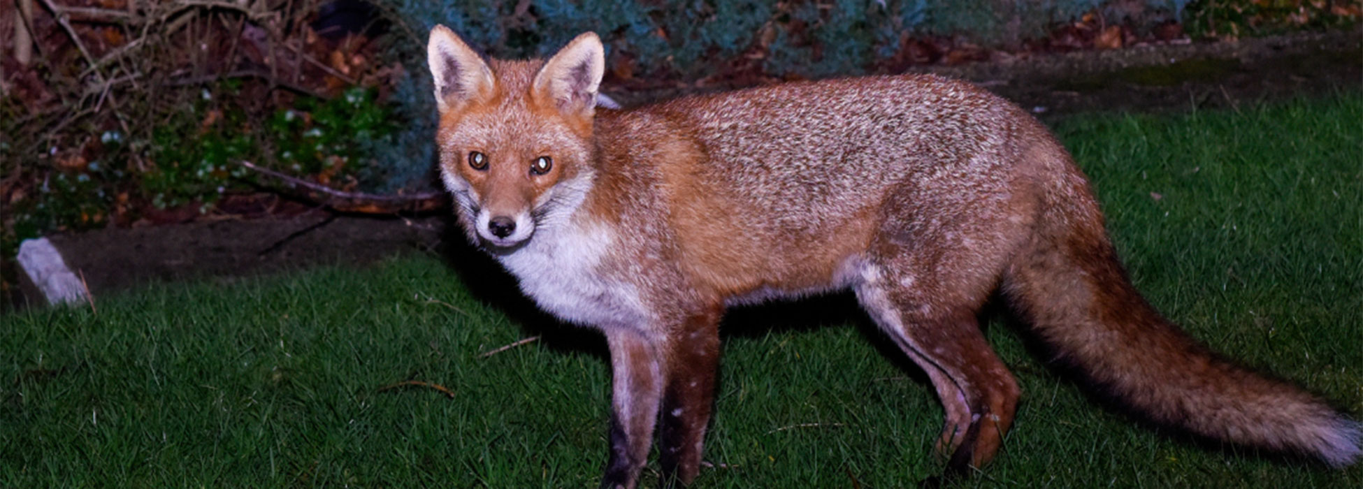 Invasive foxes