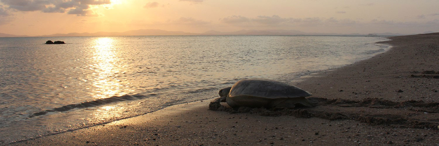 Turtle nesting web carousel