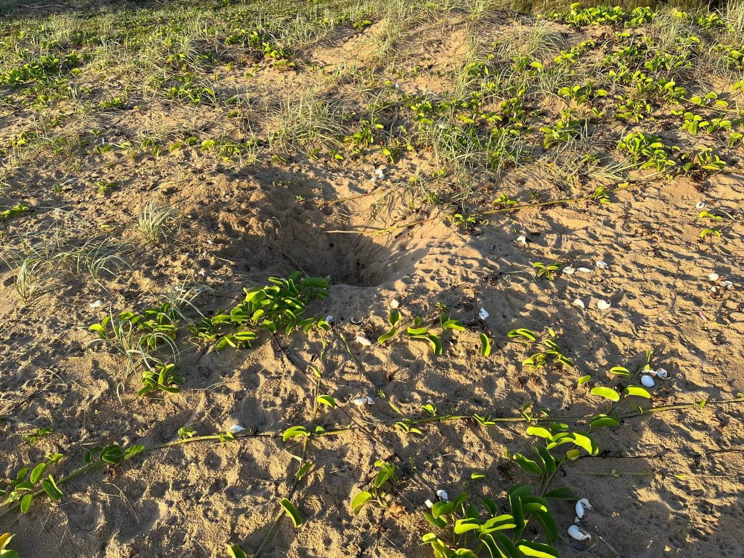Turtle nest predation - Agnes Water beach - Jan 2023