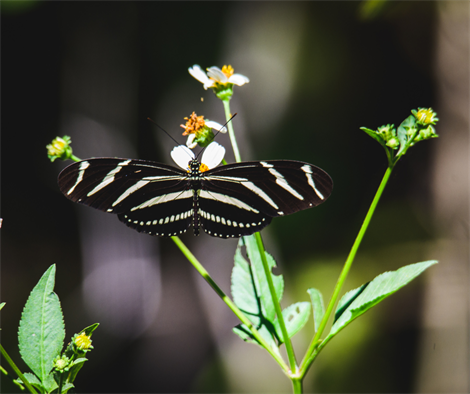 Citizen Science - iNaturalist