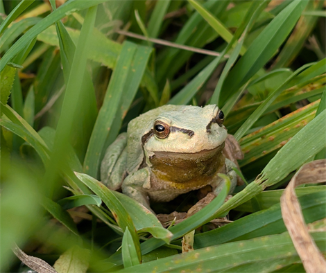 FrogID Australia