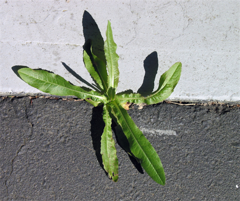 Weed Spotters Network 