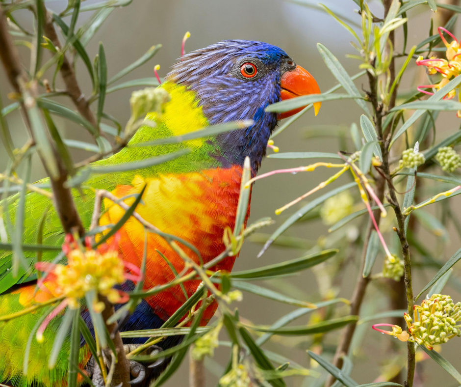 BirdLife Capricornia