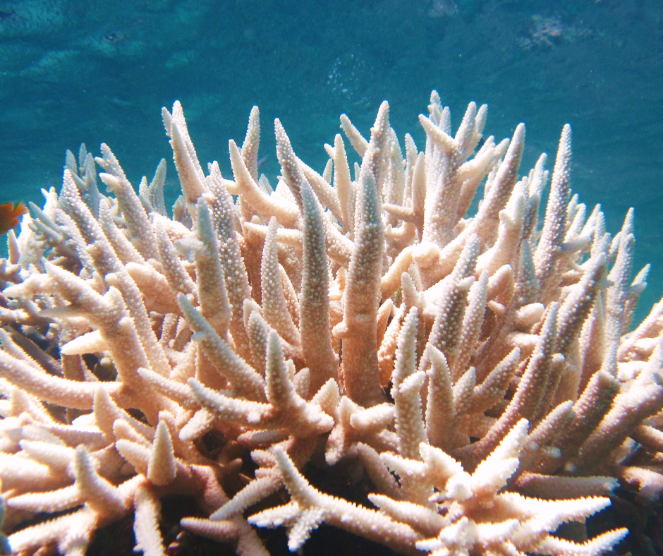 Coral Watch