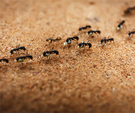 Invasive Species Council