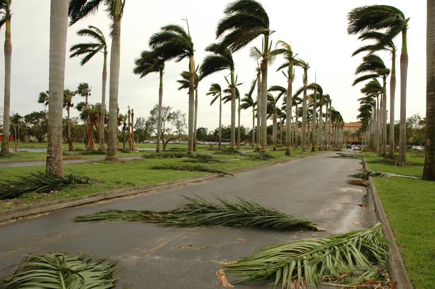 Cyclone - Palm Trees.jpg