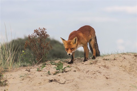 European Red Fox.jpg