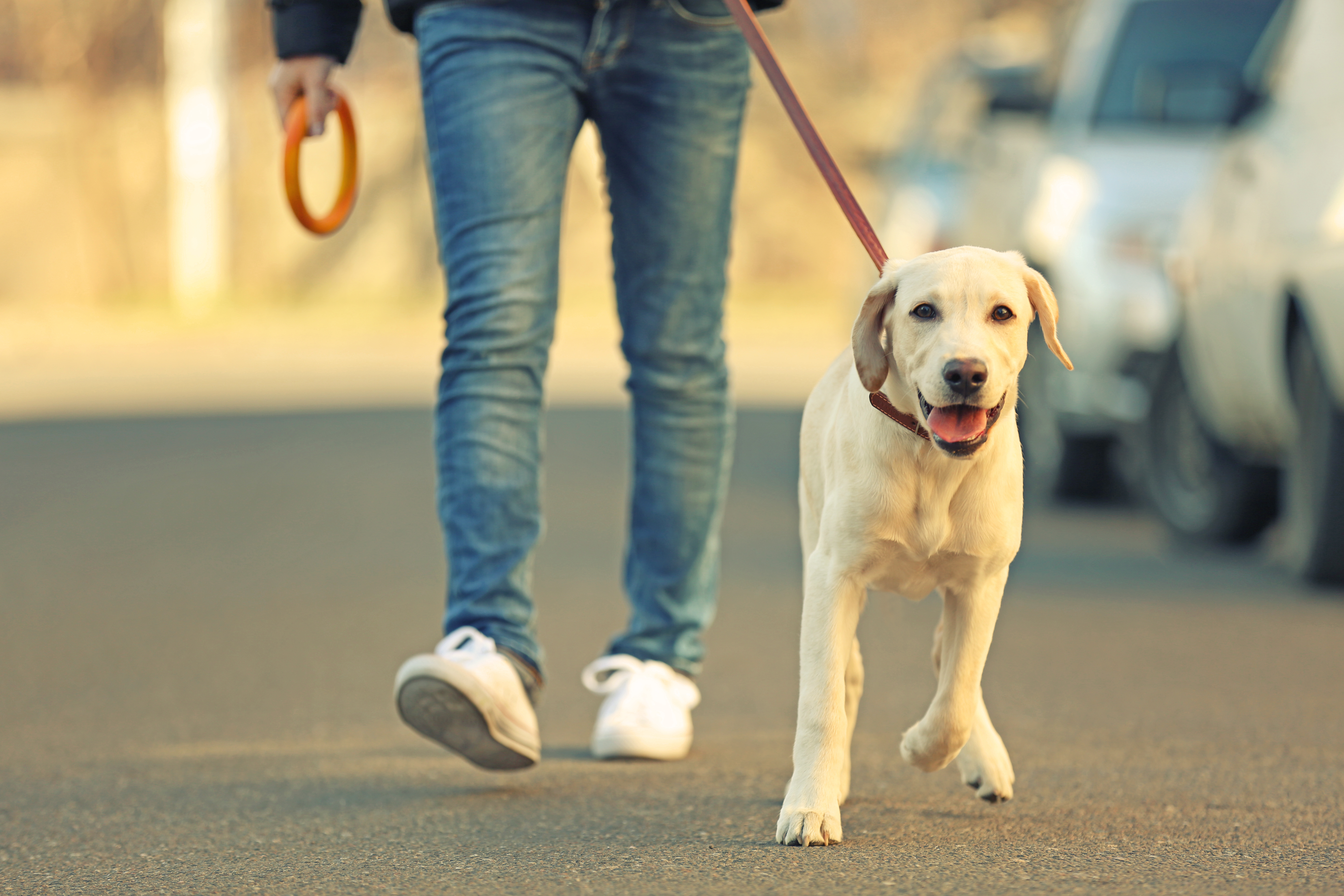 dog on lead shutterstock_381803392.jpg