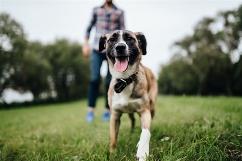 dog park shutterstock_1040307988.jpg