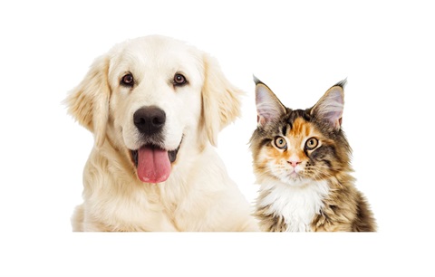 dog and cat shutterstock_650958175.jpg