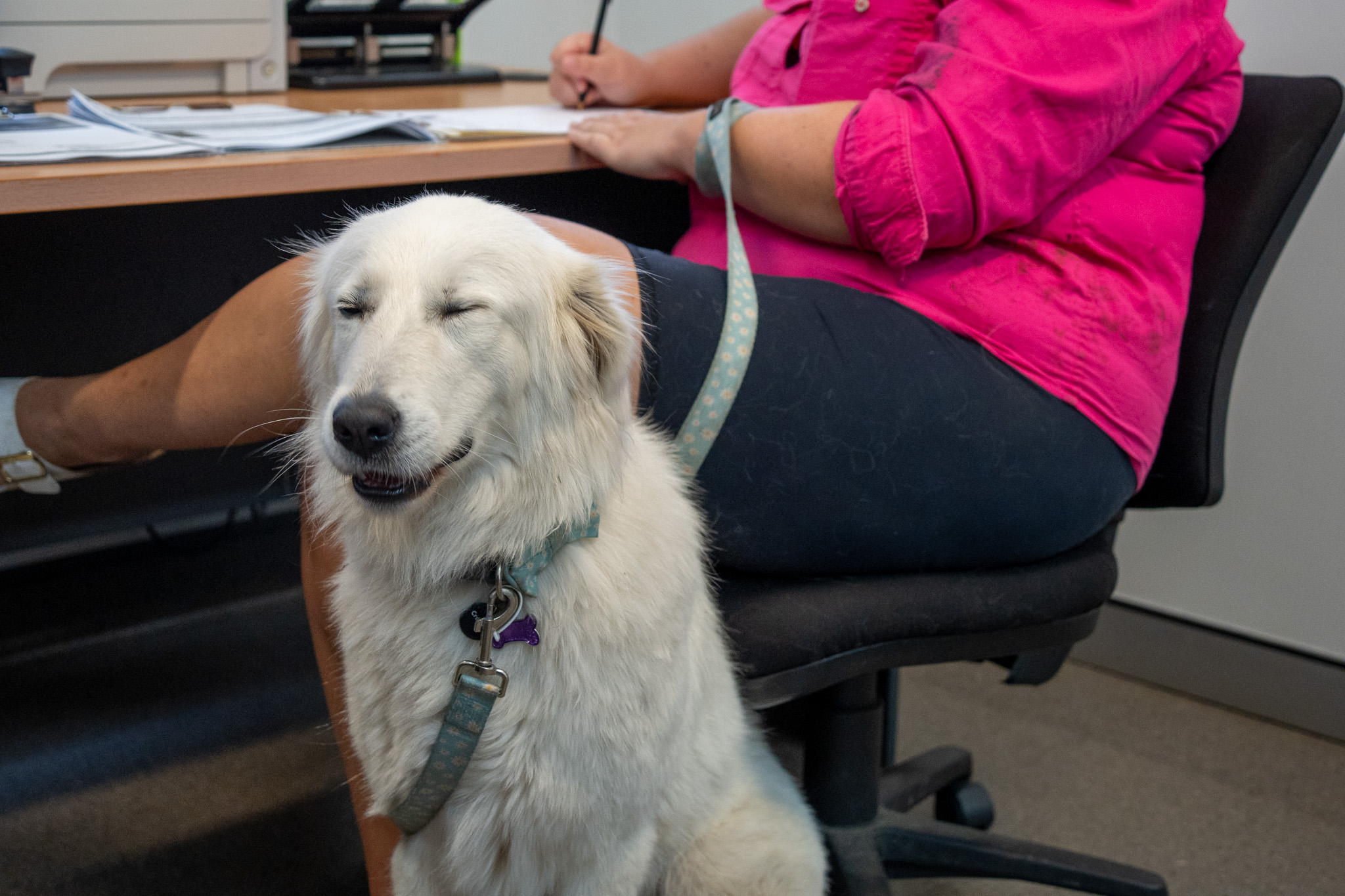 Discount-Microchipping-Day-2025-WEB-54.jpg
