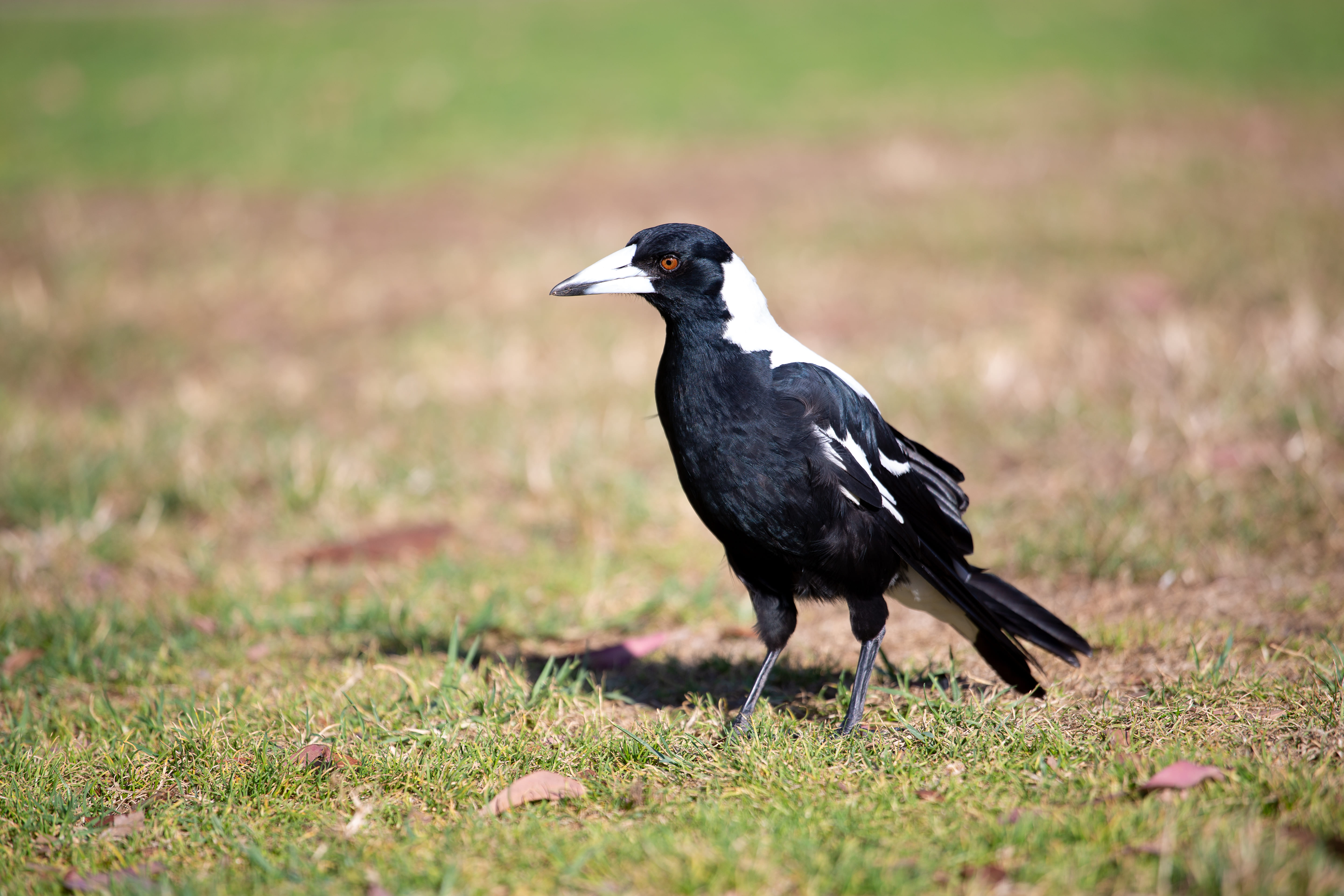 Magpie 2.jpg