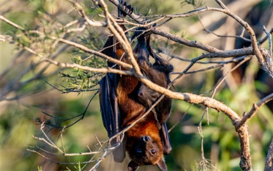 Flying Fox Protection Funding available to mitigate impact of flying-fox roosts | Gladstone ...