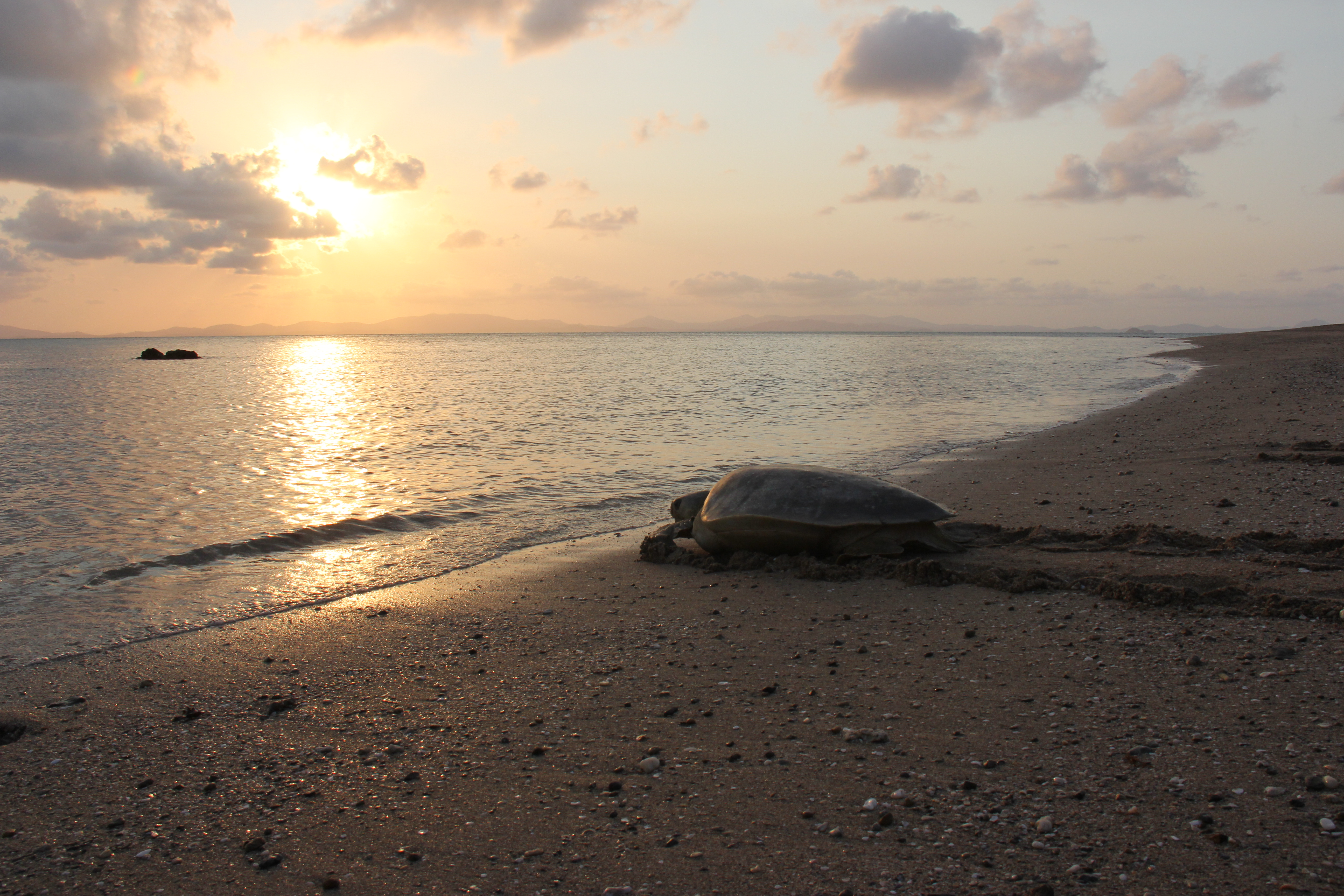 Turtle heading to water.jpg