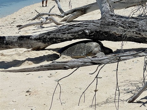 turtle on beach.jpg
