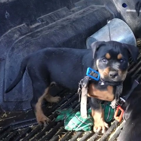 Puppy in ute for microchipping