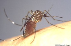 Aedes notoscriptus.jpg