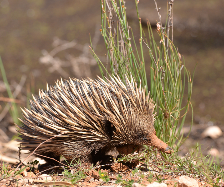 echidna walking in bush ground