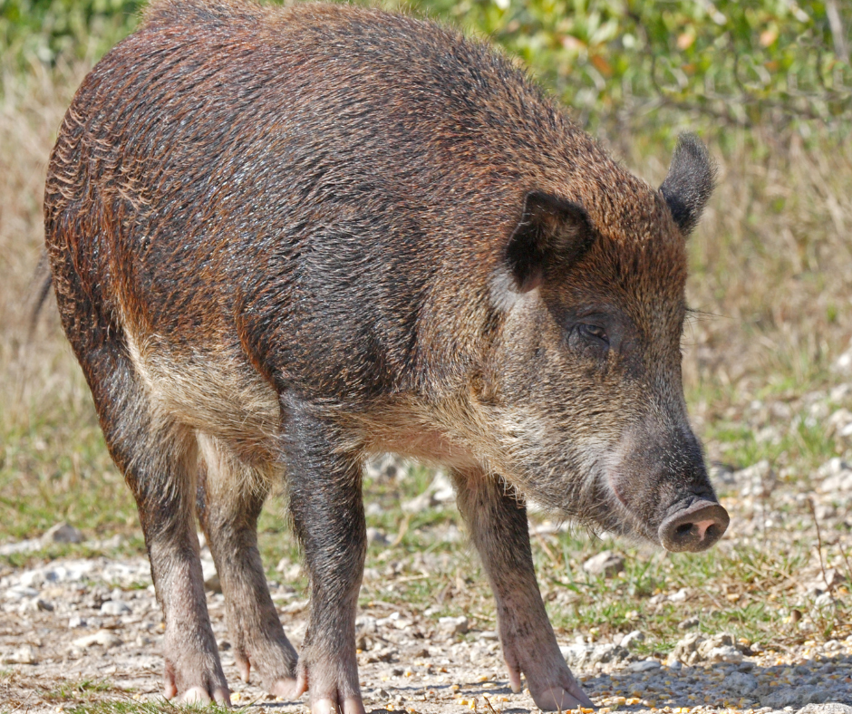 feral pig 