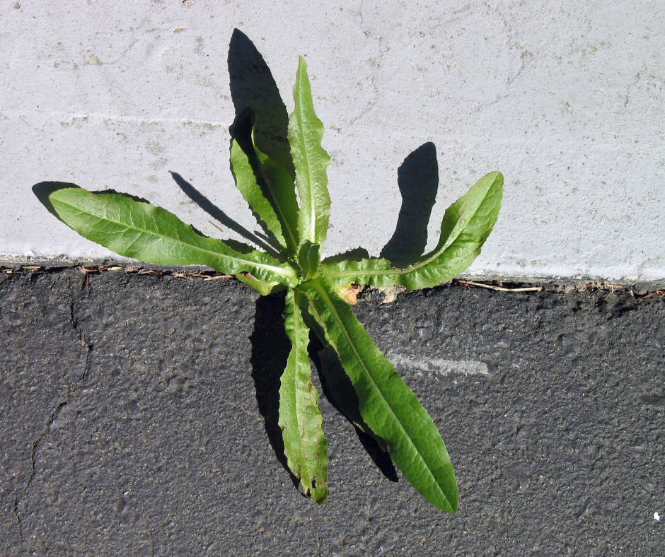 weed growing out of footpath 