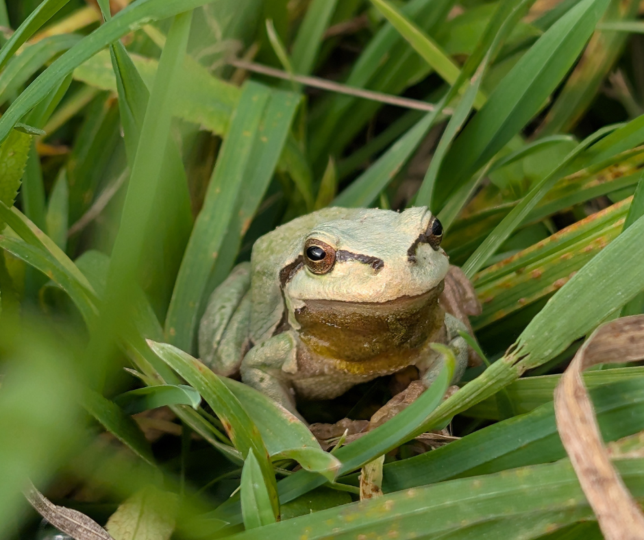 green frog on bed of green grass 