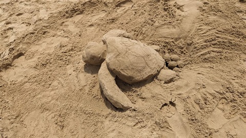 ACF Sandcastle contest Tannum Turtle made of sand.jpg