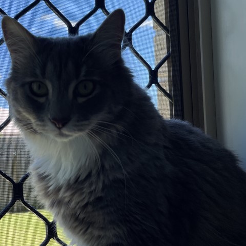 20230314 Lost cat emily