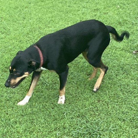 20230315 Found dog tasha f