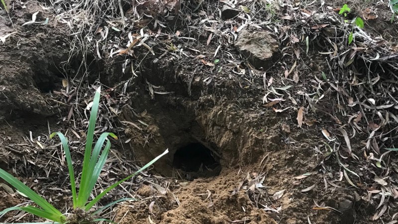 Active fox den entrance
