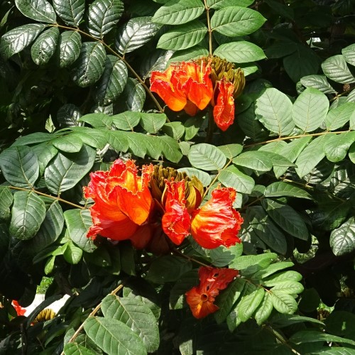 African tulip tree image