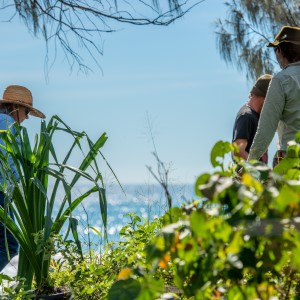 Agnes pandanus conservation 63
