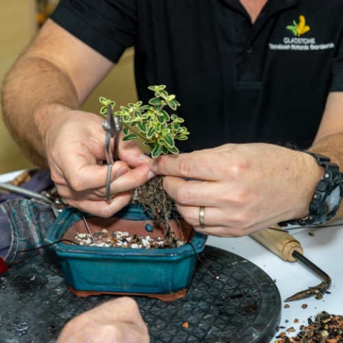 Bonsai workshop