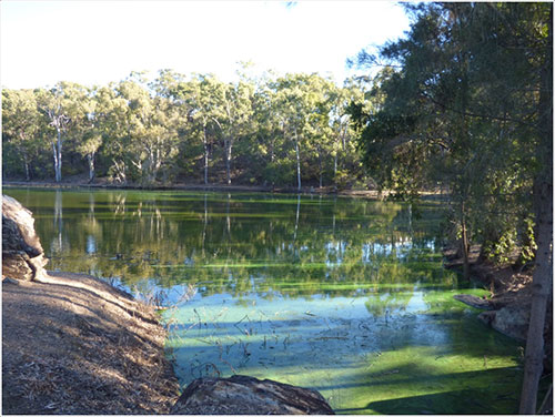 blue green algae bloom example