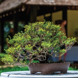 Bonsai at Japanese Tea House