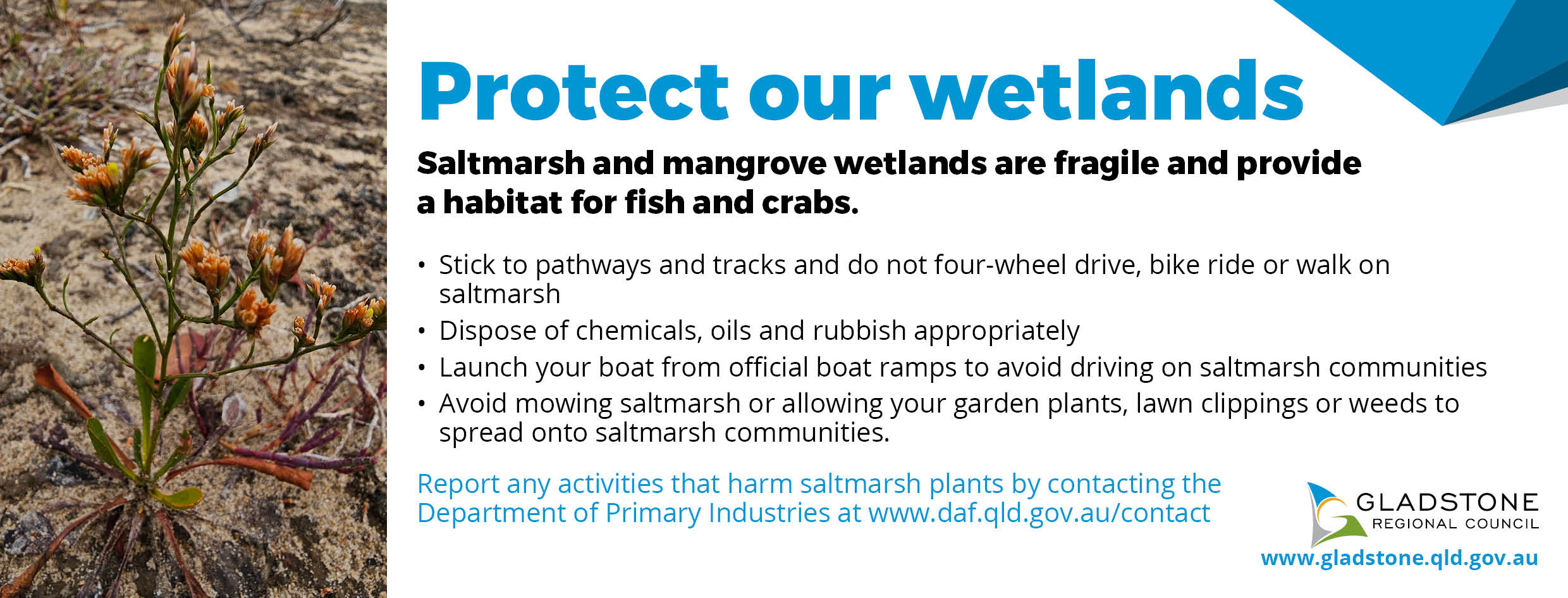 Coastal wetlands school newsletter strip advert