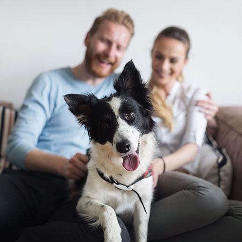 Couple with dog, microchipping, registration