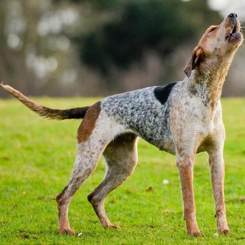 Dog in park