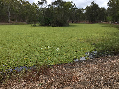 Duck pond before image