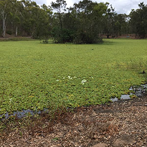 Duck pond before image thumbnail