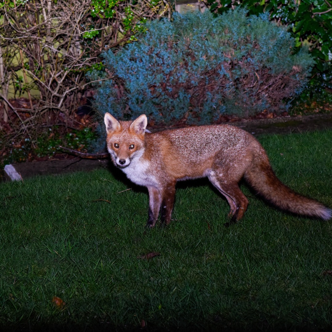 Fox bounty