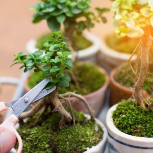 Fundamentals bonsai