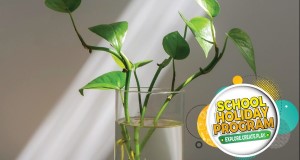 Hydro planters
