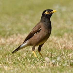 Indian myna bird