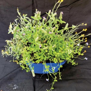Mini wicking bed